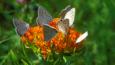 A group of grey copper butterflies feeding on a flower
