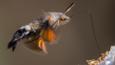 Hummingbird hawkmoth feeding on flower nectar