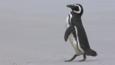 A Magellanic penguin walking on a beach