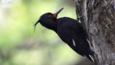 Female Magellanic woodpecker on a tree