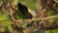 Male magnificent bird of paradise perched with fruit 