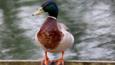 Mallard duck on a wall (c) Ken Bentley
