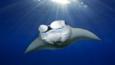 A manta ray swimming
