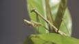 Praying mantis on a leaf