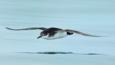 Profile of a Manx shearwater