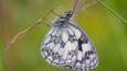 Marbled white butterfly hanging to flower 