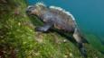 Marine iguana feeding on underwater algae