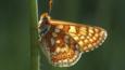 Marsh fritillary clinging to a stem