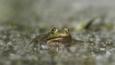 Marsh frog submerged in water