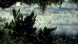 Mayflies emerging from lake 