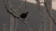 Megapode bird on a branch