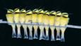 Ten bee-eaters lined up on a branch