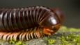 A giant millipede