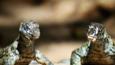 A close-up of two monitor lizards