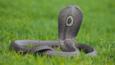 Rear view of a monocled cobra showing marking on hood