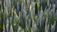 Wheat growing in a Gloucestershire field