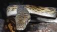 Close-up of an amethystine python