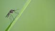 Mosquito on a blade of grass
