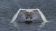 Mute swan standing in shallow water, stretching its wings