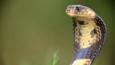 Profile of a cobra