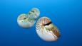 A group of chambered nautilus