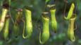 Aerial pitcher plants in Borneo