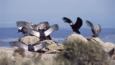 A group of Andean condors drying their wings