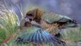 A pair of keas squabble playfully
