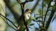 Nightingale singing in a tree