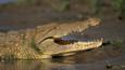 Nile crocodile with jaws open