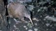 Brown kiwi walking on ground