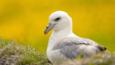 A Northern fulmar swims on the sea