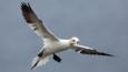 Northern gannet hovering