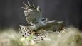 A female northern goshawk flying