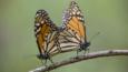 A pair of monarch butterflies mating on a branch 