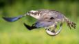 Osprey in flight