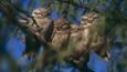 Four spotted owl youngsters perched on a branch