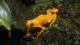 A Panamanian golden frog