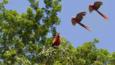 Scarlet macaws amongst the trees