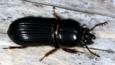 A bess beetle