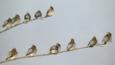 A group of waxwings sitting on a couple of branches
