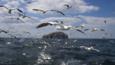 Gannets in flight, following a fishing boat to look for fish