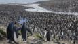 A very large king penguin colony