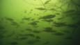A shoal of perch in murky water