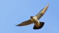 Peregrine falcon in flight