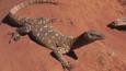 A perentie monitor lizard