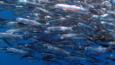 A shoal of Peruvian anchoveta
