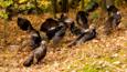 A group of wild turkeys in woodland amongst the leaf litter