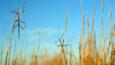 Giant stick insects perched on grass