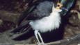 Bare-headed Rockfowl with fluffed feathers
